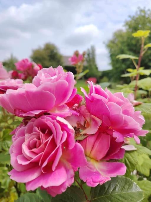 Le Jardin Des Lacs Gite Nature Et Spa Ardres Dış mekan fotoğraf